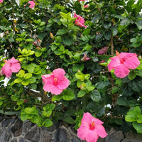 Hibiscus infused Honey