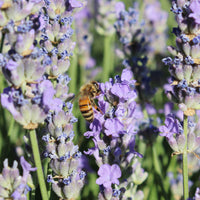 Lavender Honey